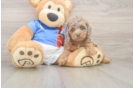 Hypoallergenic Cocker Doodle Poodle Mix Puppy