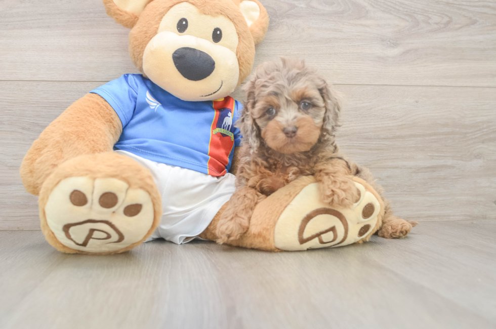 5 week old Cockapoo Puppy For Sale - Pilesgrove Pups