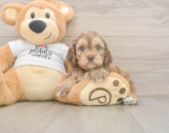 5 week old Cockapoo Puppy For Sale - Pilesgrove Pups
