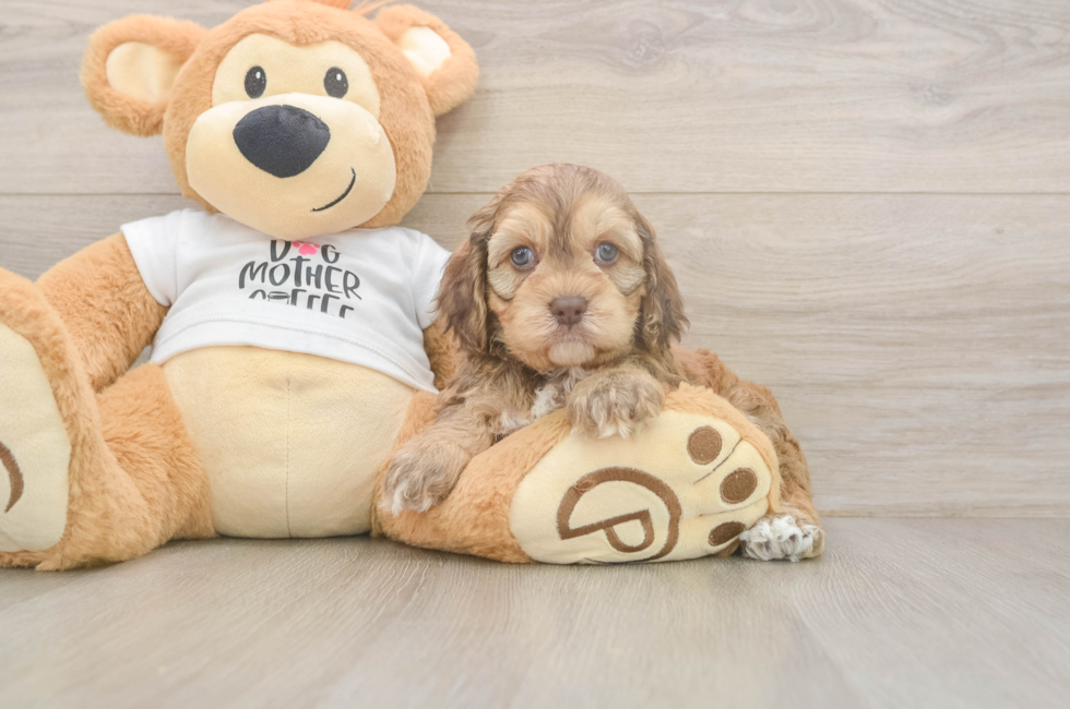 5 week old Cockapoo Puppy For Sale - Pilesgrove Pups