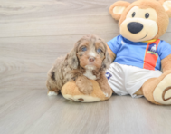 7 week old Cockapoo Puppy For Sale - Pilesgrove Pups