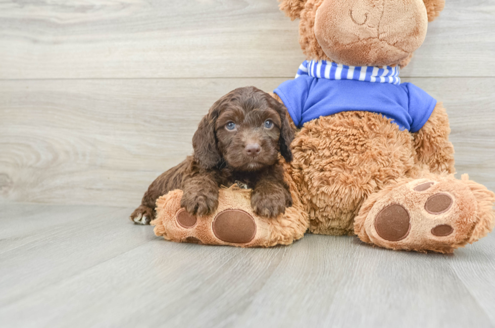 6 week old Cockapoo Puppy For Sale - Pilesgrove Pups