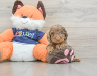 9 week old Cockapoo Puppy For Sale - Pilesgrove Pups