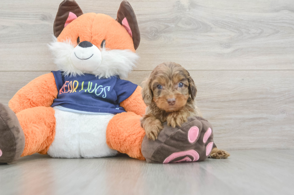 5 week old Cockapoo Puppy For Sale - Pilesgrove Pups