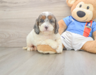 8 week old Cockapoo Puppy For Sale - Pilesgrove Pups