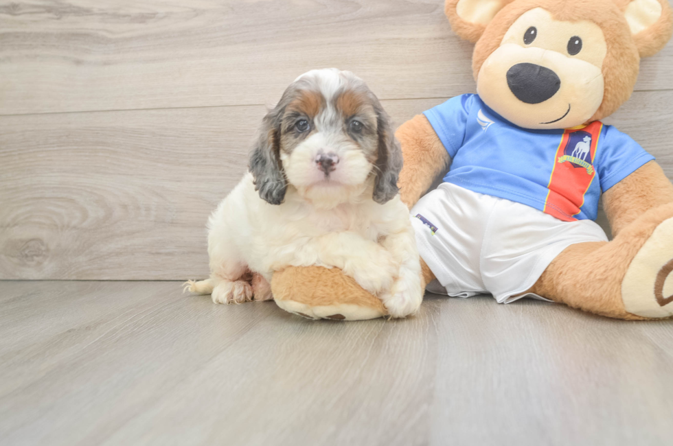 5 week old Cockapoo Puppy For Sale - Pilesgrove Pups