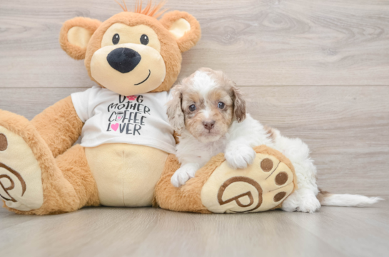 Smart Cockapoo Poodle Mix Pup