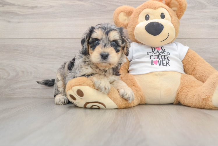 Cockapoo Pup Being Cute