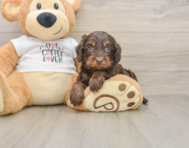 5 week old Cockapoo Puppy For Sale - Pilesgrove Pups