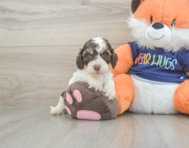 9 week old Cockapoo Puppy For Sale - Pilesgrove Pups