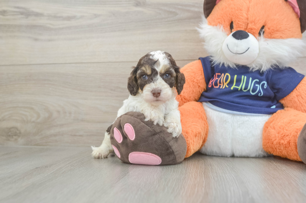 5 week old Cockapoo Puppy For Sale - Pilesgrove Pups