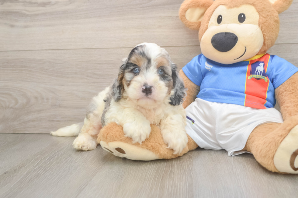 5 week old Cockapoo Puppy For Sale - Pilesgrove Pups