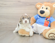 6 week old Cockapoo Puppy For Sale - Pilesgrove Pups