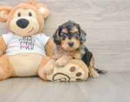 7 week old Cockapoo Puppy For Sale - Pilesgrove Pups