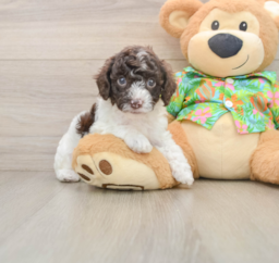 5 week old Cockapoo Puppy For Sale - Pilesgrove Pups