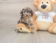 5 week old Cockapoo Puppy For Sale - Pilesgrove Pups