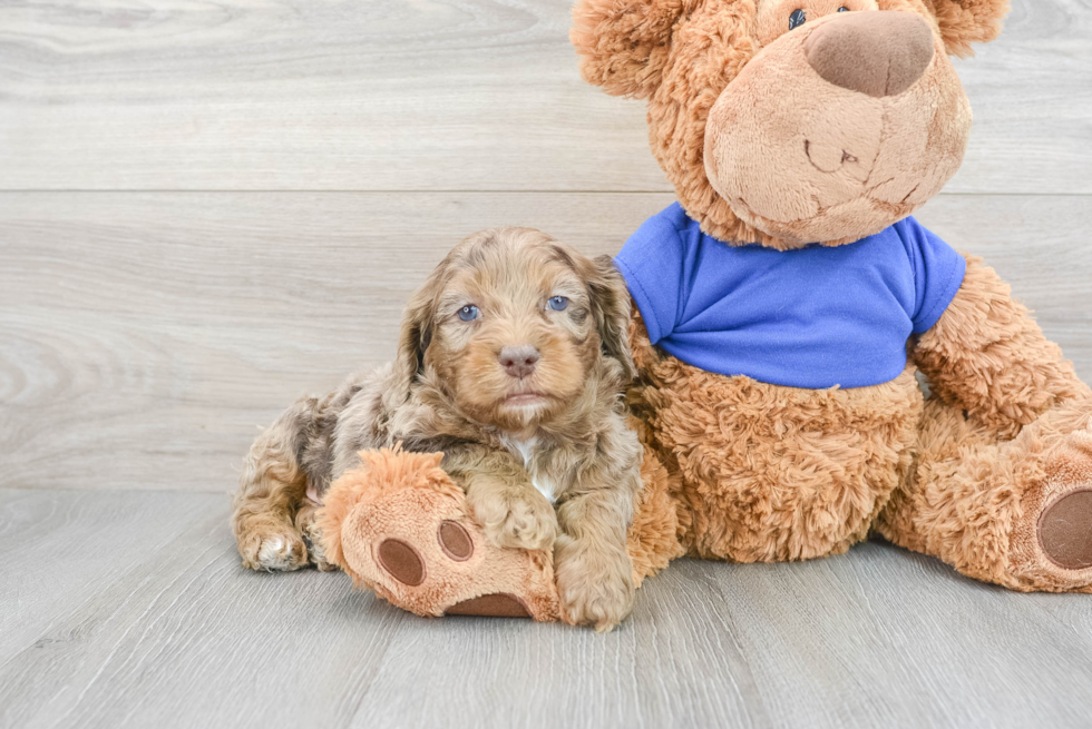 Friendly Cockapoo Baby