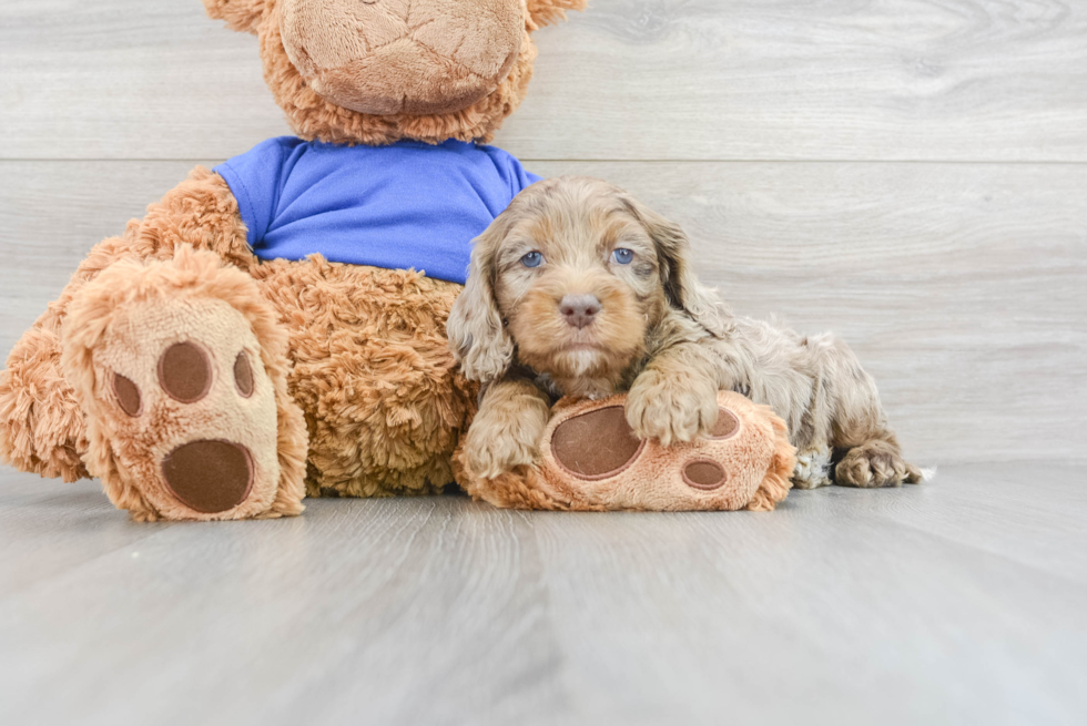 Cockapoo Pup Being Cute