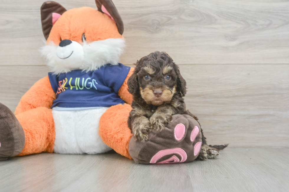 5 week old Cockapoo Puppy For Sale - Pilesgrove Pups
