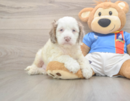 7 week old Cockapoo Puppy For Sale - Pilesgrove Pups