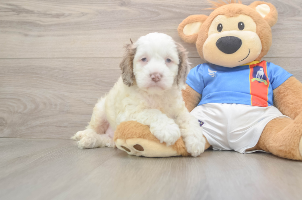 5 week old Cockapoo Puppy For Sale - Pilesgrove Pups