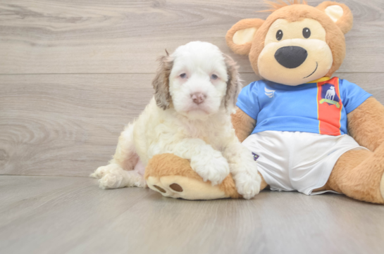 Playful Cocker Doodle Poodle Mix Puppy