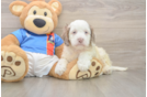 Happy Cockapoo Baby