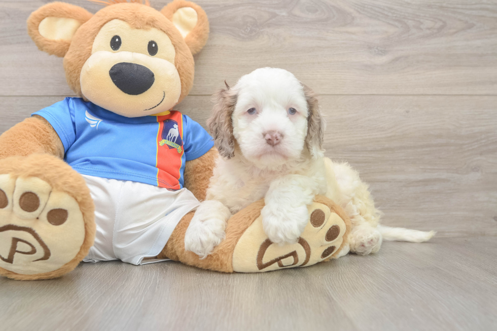 Happy Cockapoo Baby