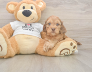 5 week old Cockapoo Puppy For Sale - Pilesgrove Pups