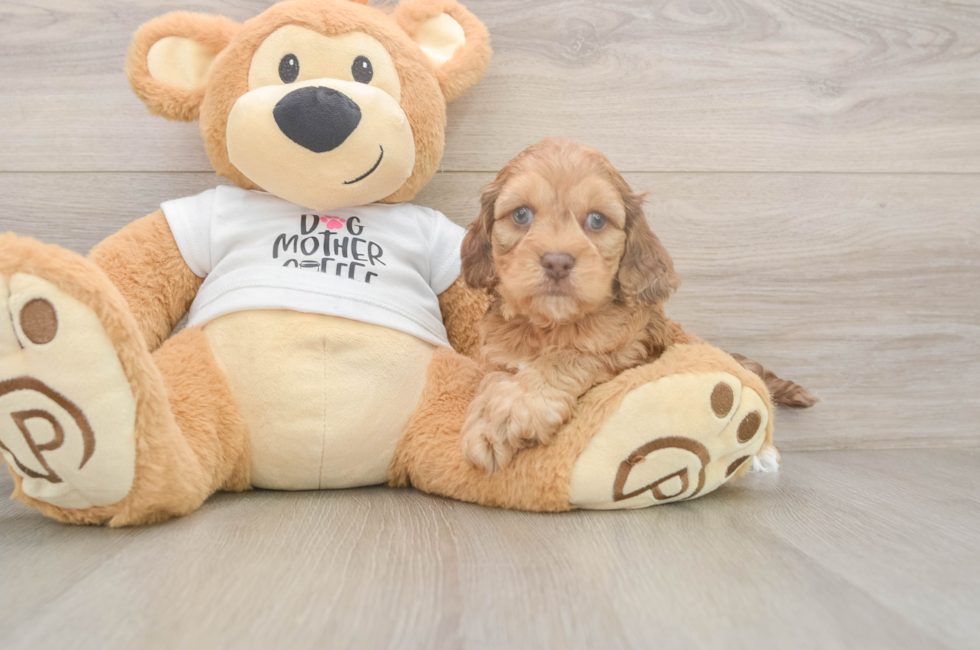 5 week old Cockapoo Puppy For Sale - Pilesgrove Pups