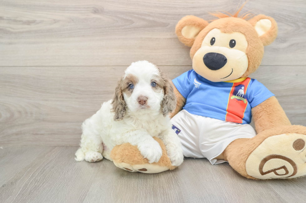 Energetic Cocker Doodle Poodle Mix Puppy