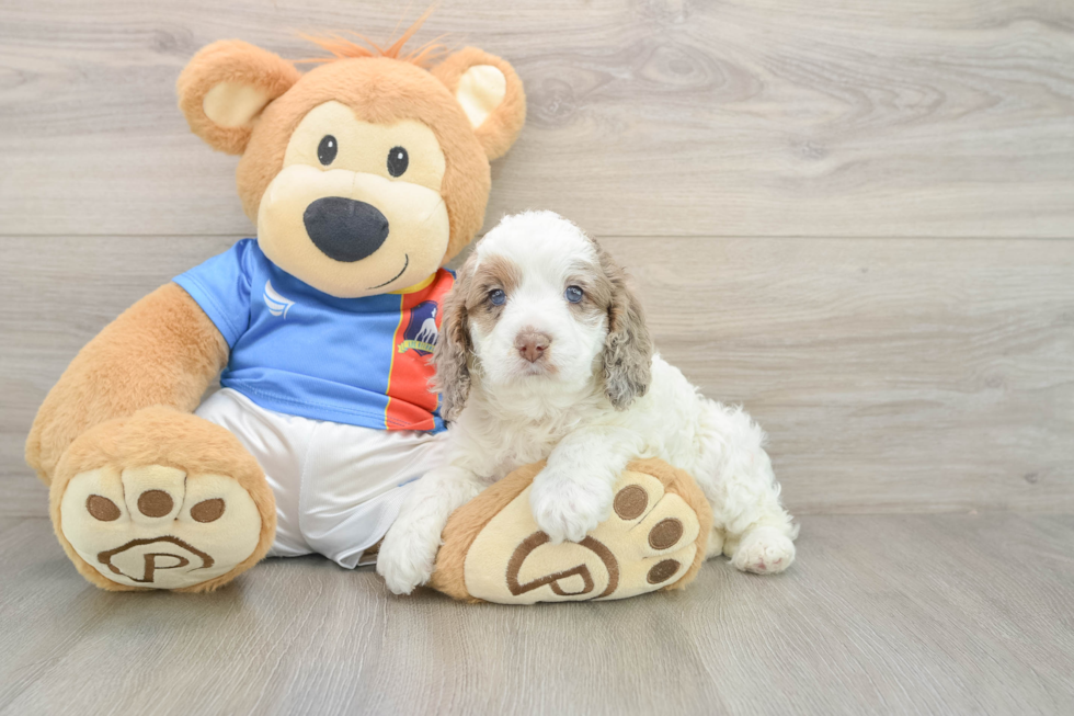 Cockapoo Pup Being Cute