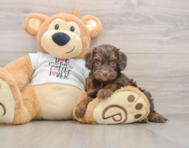 8 week old Cockapoo Puppy For Sale - Pilesgrove Pups