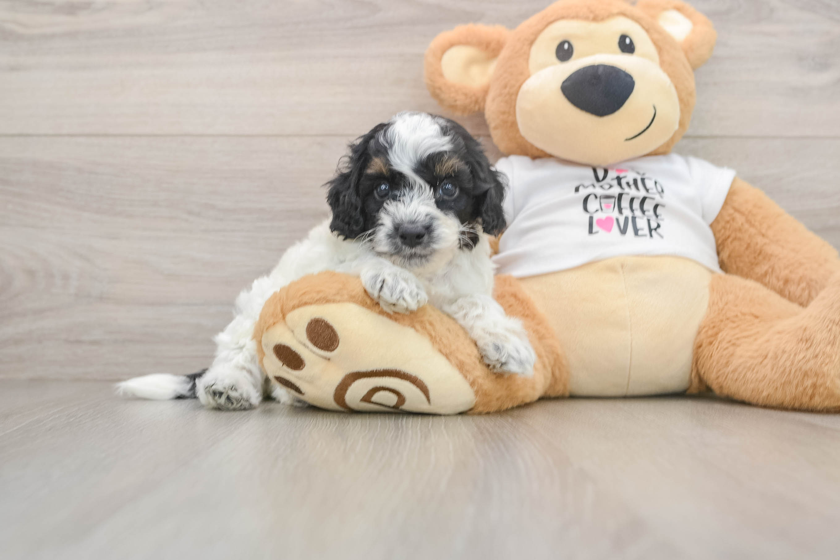 Smart Cockapoo Poodle Mix Pup