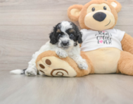 7 week old Cockapoo Puppy For Sale - Pilesgrove Pups
