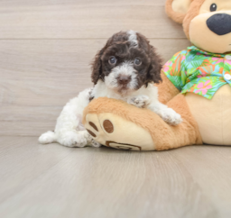 5 week old Cockapoo Puppy For Sale - Pilesgrove Pups