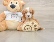5 week old Cockapoo Puppy For Sale - Pilesgrove Pups