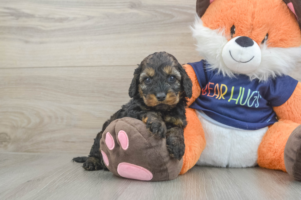 5 week old Cockapoo Puppy For Sale - Pilesgrove Pups
