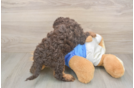Cockapoo Pup Being Cute