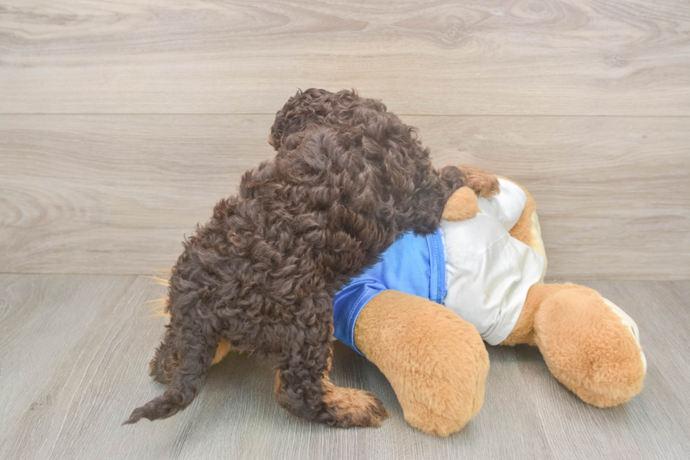 Cockapoo Pup Being Cute