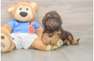 Sweet Cockapoo Baby