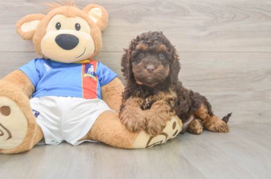 Sweet Cockapoo Baby