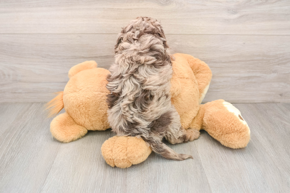 Hypoallergenic Cocker Doodle Poodle Mix Puppy