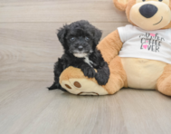 5 week old Cockapoo Puppy For Sale - Pilesgrove Pups