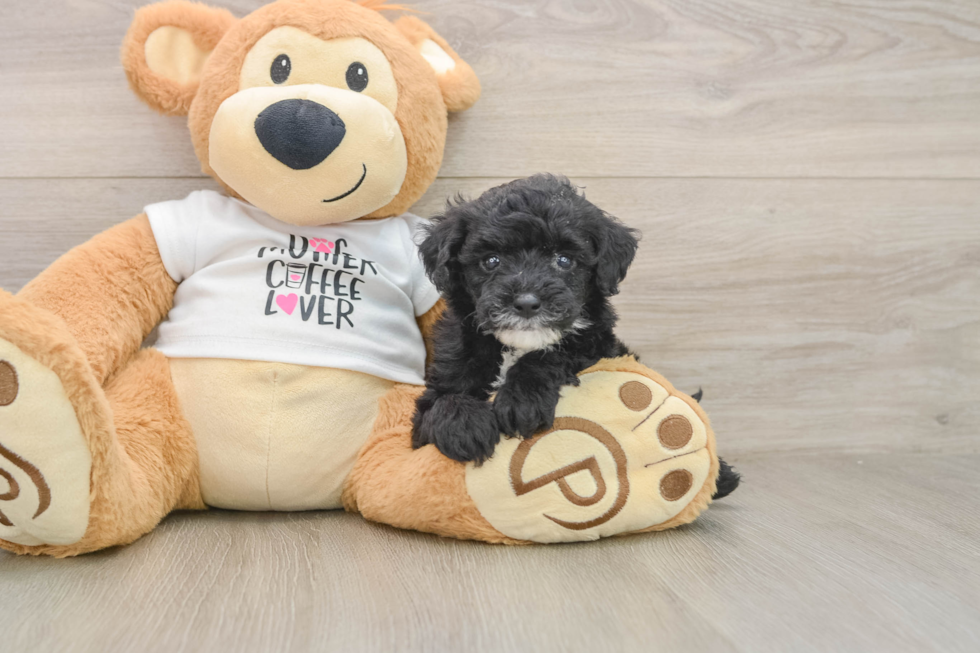 Playful Cocker Doodle Poodle Mix Puppy