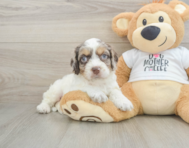 8 week old Cockapoo Puppy For Sale - Pilesgrove Pups