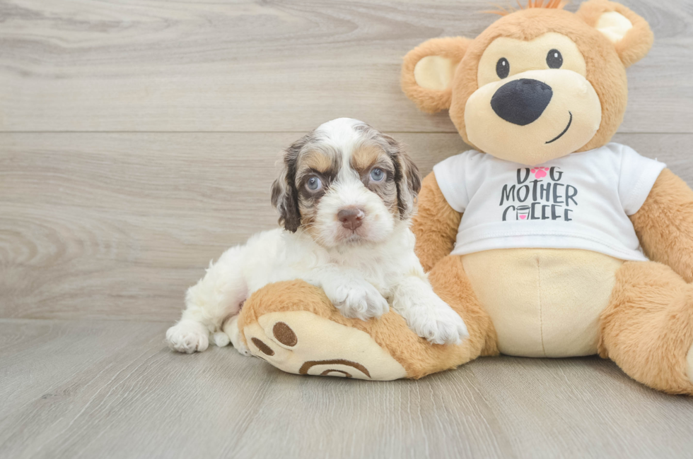 5 week old Cockapoo Puppy For Sale - Pilesgrove Pups