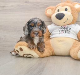 8 week old Cockapoo Puppy For Sale - Pilesgrove Pups