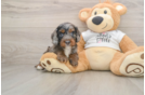 Cockapoo Pup Being Cute