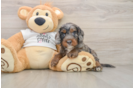 Cute Cockapoo Baby